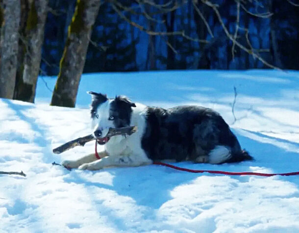 Anatomy of a Fall’s Good Boy Is Getting His Own TV Show At Cannes - image 1