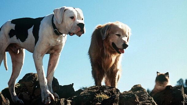 Top 10 Movies Where the Dog Should Have Won an Oscar - image 5