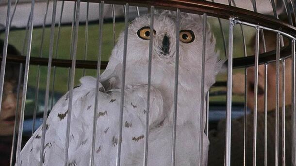 10 Iconic Harry Potter Pets, Ranked by How Likely They Are to Defend or Kill You - image 3